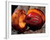 Fruit of Wild Nutmeg, Barro Colorado Island, Panama-Christian Ziegler-Framed Photographic Print