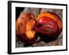 Fruit of Wild Nutmeg, Barro Colorado Island, Panama-Christian Ziegler-Framed Photographic Print