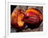 Fruit of Wild Nutmeg, Barro Colorado Island, Panama-Christian Ziegler-Framed Photographic Print