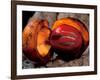 Fruit of Wild Nutmeg, Barro Colorado Island, Panama-Christian Ziegler-Framed Photographic Print