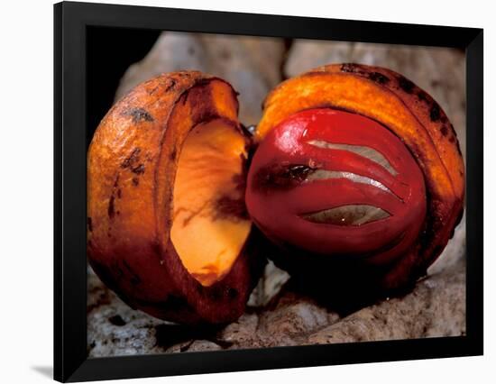 Fruit of Wild Nutmeg, Barro Colorado Island, Panama-Christian Ziegler-Framed Photographic Print