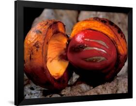 Fruit of Wild Nutmeg, Barro Colorado Island, Panama-Christian Ziegler-Framed Photographic Print