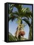 Fruit on Palm Tree, Nicoya Pennisula, Costa Rica, Central America-R H Productions-Framed Stretched Canvas