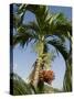 Fruit on Palm Tree, Nicoya Pennisula, Costa Rica, Central America-R H Productions-Stretched Canvas