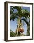 Fruit on Palm Tree, Nicoya Pennisula, Costa Rica, Central America-R H Productions-Framed Photographic Print