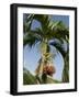 Fruit on Palm Tree, Nicoya Pennisula, Costa Rica, Central America-R H Productions-Framed Photographic Print