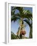 Fruit on Palm Tree, Nicoya Pennisula, Costa Rica, Central America-R H Productions-Framed Photographic Print