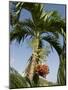 Fruit on Palm Tree, Nicoya Pennisula, Costa Rica, Central America-R H Productions-Mounted Photographic Print