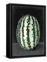 Fruit on Shelf VII-Naomi McCavitt-Framed Stretched Canvas