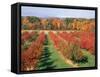 Fruit Orchard in the Fall, Columbia County, NY-Barry Winiker-Framed Stretched Canvas