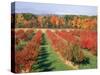 Fruit Orchard in the Fall, Columbia County, NY-Barry Winiker-Stretched Canvas