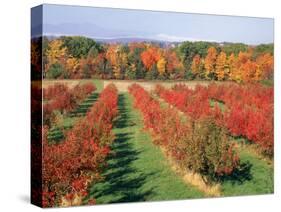 Fruit Orchard in the Fall, Columbia County, NY-Barry Winiker-Stretched Canvas