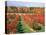 Fruit Orchard in the Fall, Columbia County, NY-Barry Winiker-Stretched Canvas