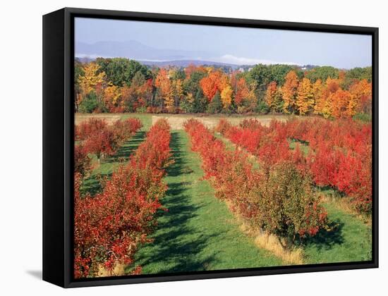 Fruit Orchard in the Fall, Columbia County, NY-Barry Winiker-Framed Stretched Canvas