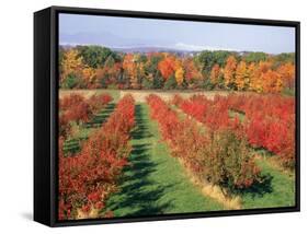 Fruit Orchard in the Fall, Columbia County, NY-Barry Winiker-Framed Stretched Canvas