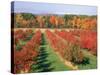 Fruit Orchard in the Fall, Columbia County, NY-Barry Winiker-Stretched Canvas