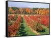 Fruit Orchard in the Fall, Columbia County, NY-Barry Winiker-Framed Stretched Canvas