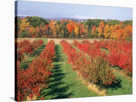 Fruit Orchard in the Fall, Columbia County, NY-Barry Winiker-Stretched Canvas