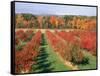 Fruit Orchard in the Fall, Columbia County, NY-Barry Winiker-Framed Stretched Canvas