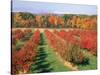 Fruit Orchard in the Fall, Columbia County, NY-Barry Winiker-Stretched Canvas