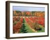 Fruit Orchard in the Fall, Columbia County, NY-Barry Winiker-Framed Photographic Print