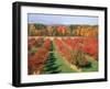 Fruit Orchard in the Fall, Columbia County, NY-Barry Winiker-Framed Photographic Print