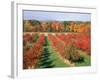 Fruit Orchard in the Fall, Columbia County, NY-Barry Winiker-Framed Photographic Print