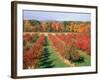 Fruit Orchard in the Fall, Columbia County, NY-Barry Winiker-Framed Photographic Print