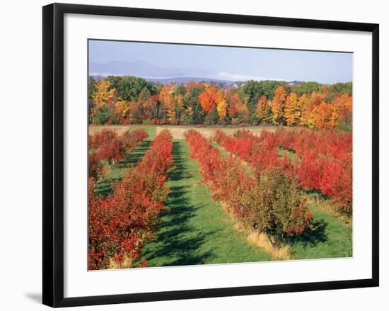 Fruit Orchard in the Fall, Columbia County, NY-Barry Winiker-Framed Photographic Print