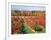 Fruit Orchard in the Fall, Columbia County, NY-Barry Winiker-Framed Photographic Print