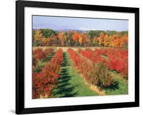 Fruit Orchard in the Fall, Columbia County, NY-Barry Winiker-Framed Photographic Print