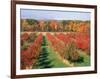 Fruit Orchard in the Fall, Columbia County, NY-Barry Winiker-Framed Photographic Print