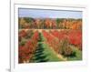 Fruit Orchard in the Fall, Columbia County, NY-Barry Winiker-Framed Photographic Print