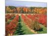 Fruit Orchard in the Fall, Columbia County, NY-Barry Winiker-Mounted Photographic Print