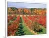 Fruit Orchard in the Fall, Columbia County, NY-Barry Winiker-Framed Photographic Print