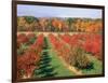 Fruit Orchard in the Fall, Columbia County, NY-Barry Winiker-Framed Photographic Print