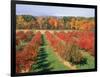 Fruit Orchard in the Fall, Columbia County, NY-Barry Winiker-Framed Photographic Print