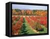Fruit Orchard in the Fall, Columbia County, NY-Barry Winiker-Framed Stretched Canvas