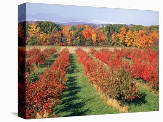 Fruit Orchard in the Fall, Columbia County, NY-Barry Winiker-Stretched Canvas