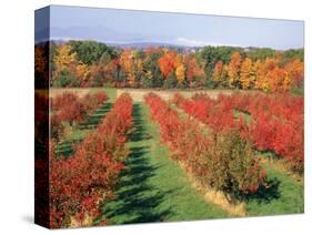 Fruit Orchard in the Fall, Columbia County, NY-Barry Winiker-Stretched Canvas