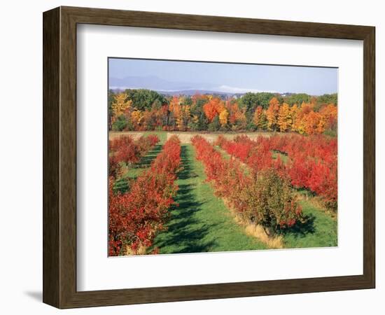 Fruit Orchard in the Fall, Columbia County, NY-Barry Winiker-Framed Photographic Print