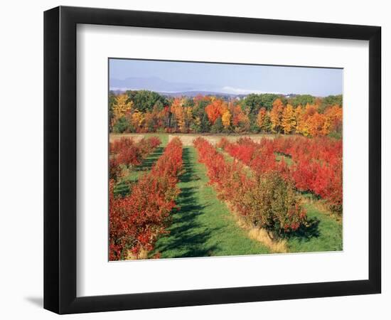 Fruit Orchard in the Fall, Columbia County, NY-Barry Winiker-Framed Photographic Print