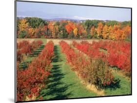 Fruit Orchard in the Fall, Columbia County, NY-Barry Winiker-Mounted Photographic Print