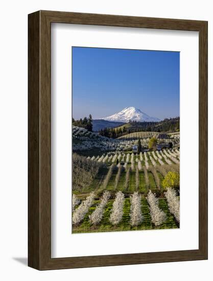 Fruit orchards in full bloom with Mount Adams in Hood River, Oregon, USA-Chuck Haney-Framed Photographic Print