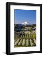 Fruit orchards in full bloom with Mount Adams in Hood River, Oregon, USA-Chuck Haney-Framed Photographic Print