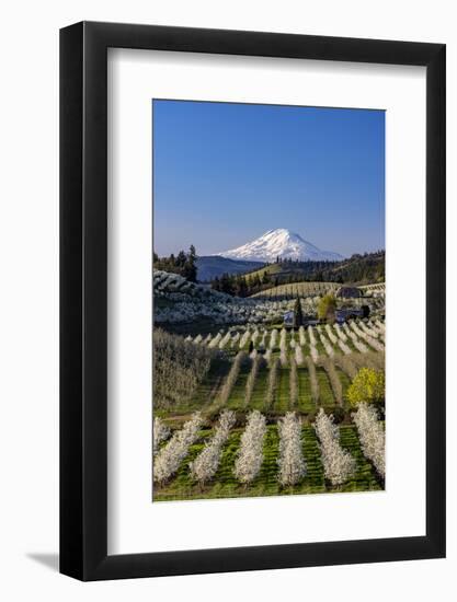 Fruit orchards in full bloom with Mount Adams in Hood River, Oregon, USA-Chuck Haney-Framed Photographic Print