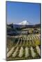 Fruit orchards in full bloom with Mount Adams in Hood River, Oregon, USA-Chuck Haney-Mounted Photographic Print