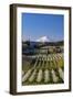 Fruit orchards in full bloom with Mount Adams in Hood River, Oregon, USA-Chuck Haney-Framed Photographic Print