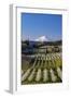 Fruit orchards in full bloom with Mount Adams in Hood River, Oregon, USA-Chuck Haney-Framed Photographic Print