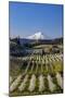 Fruit orchards in full bloom with Mount Adams in Hood River, Oregon, USA-Chuck Haney-Mounted Photographic Print